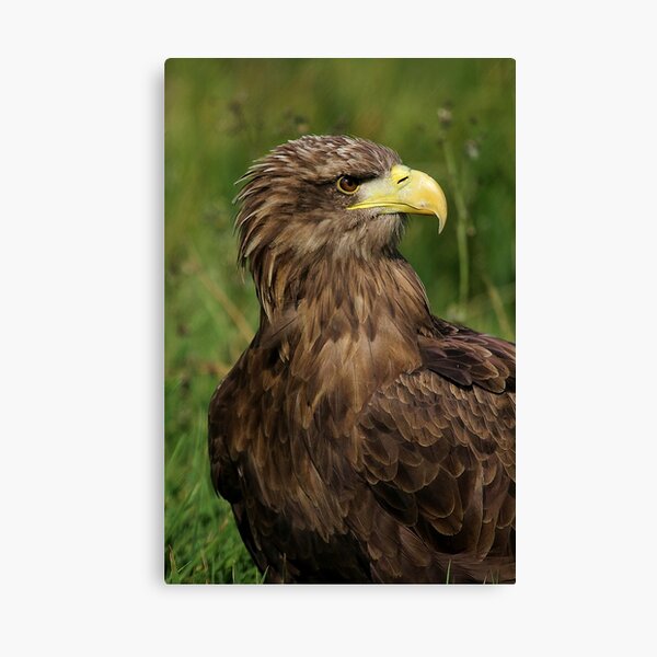 European Eagle (Female) Canvas Print