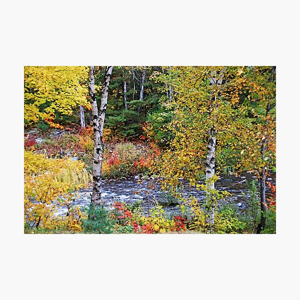 Item preview, Autumn Birch Trees designed and sold by Debbie Oppermann.