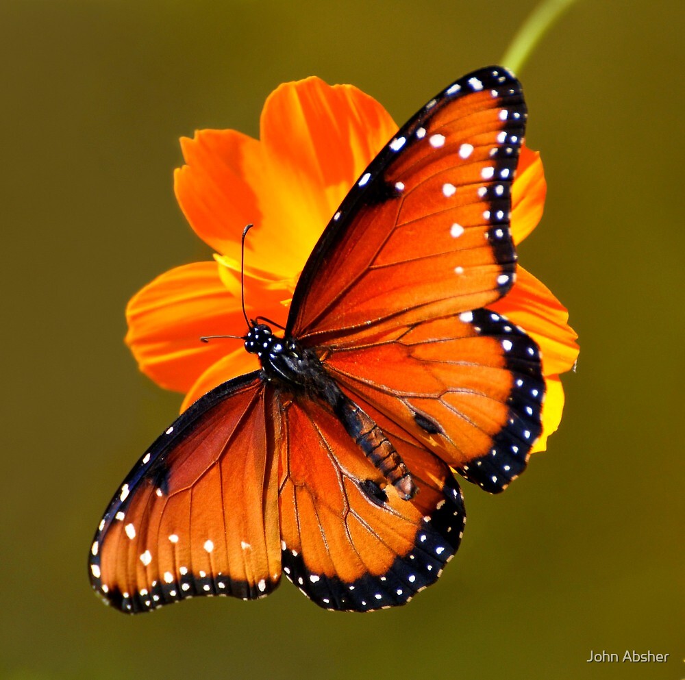 "Queen Butterfly Butterfly Exhibit at Tucson Bontanic Gardens" by