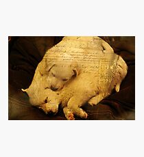 Puppies Photographic Print
