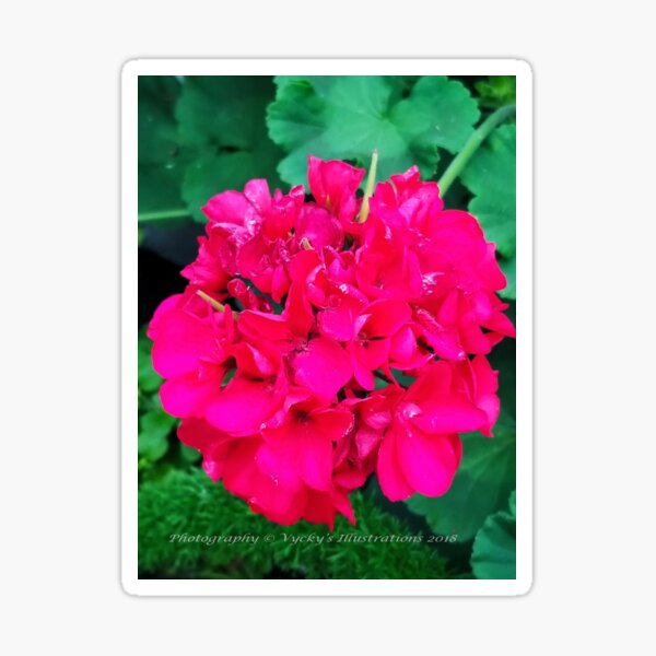 Flower Sticker