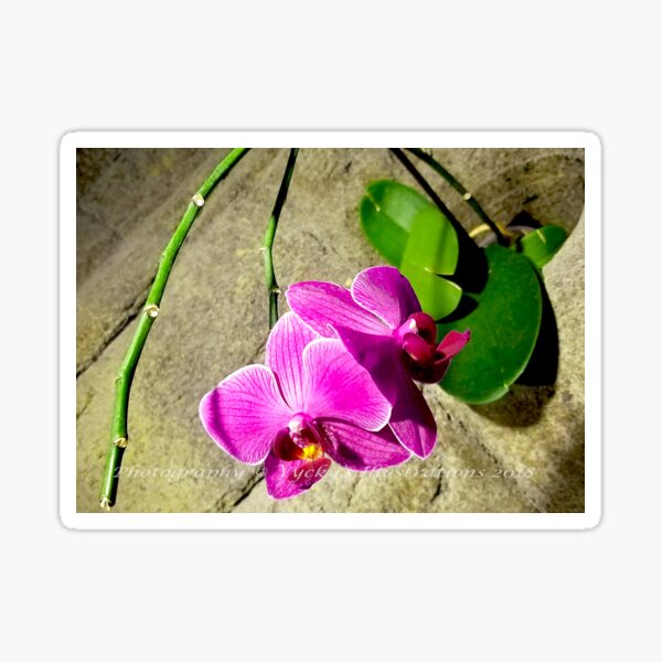 Wallflower Sticker