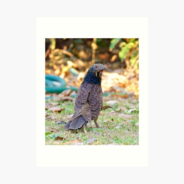 NT ~ CUCKOO ~ Pheasant Coucal by David Irwin ~ WO Art Print