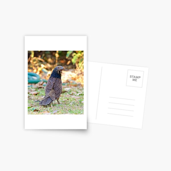 NT ~ CUCKOO ~ Pheasant Coucal SYHEKW42 by David Irwin ~ WO Postcard