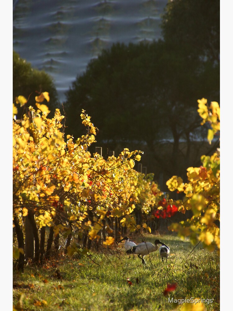 Thumbnail 3 of 3, Sticker, Ibis in the Vines - Magpie Springs - Adelaide Hills Wine Region - Fleurieu Peninsula - South Australia designed and sold by MagpieSprings.