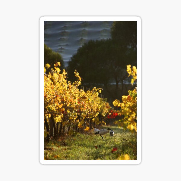 Ibis in the Vines - Magpie Springs - Adelaide Hills Wine Region - Fleurieu Peninsula - South Australia Sticker