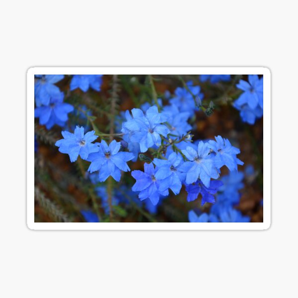 Item preview, Lechenaultia Australia designed and sold by Schoensl.