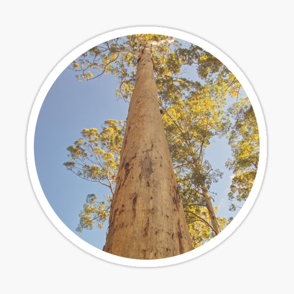 Eucalyptus Sticker