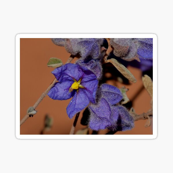 Item preview, Australia flower violet designed and sold by Schoensl.