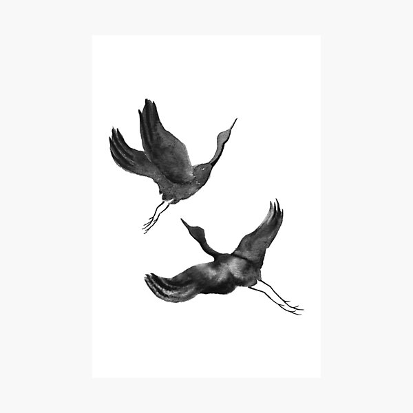 Flying Cranes Photographic Print