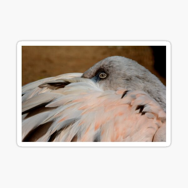Item preview, white pink feathers Brazil designed and sold by Schoensl.