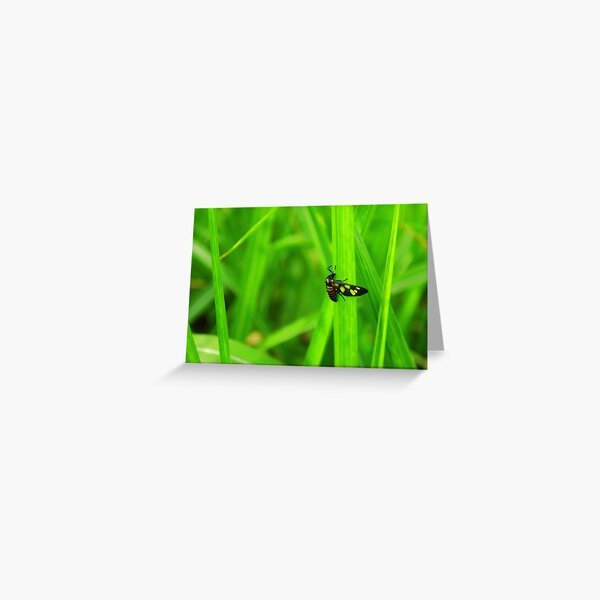 Nature's Hide Greeting Card