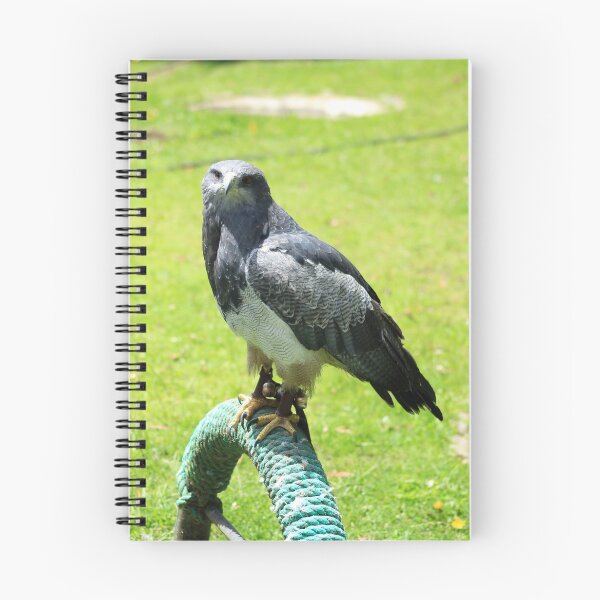 Item preview, Black Chested Buzzard Eagle on a Perch designed and sold by rhamm.