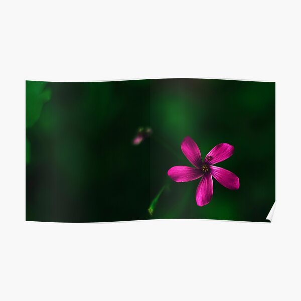 Flower and ant Poster