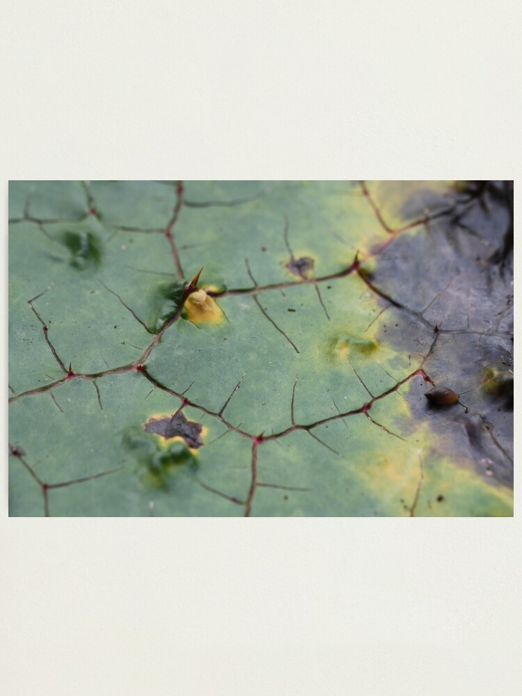 Alternate view of drifted leaf Photographic Print
