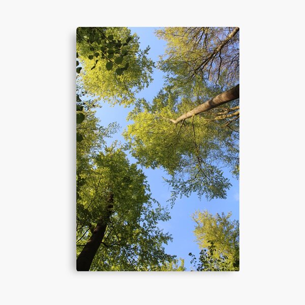 Im grünen Wald Leinwanddruck