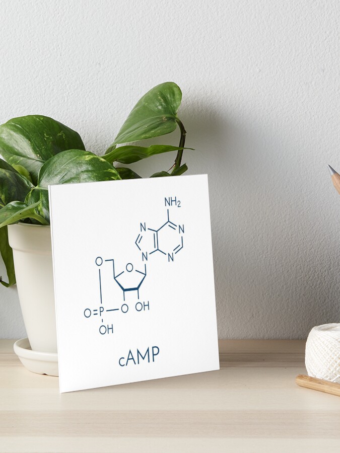 camp molecule