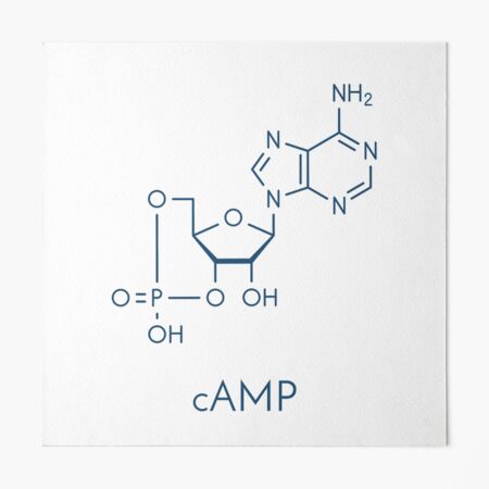 camp molecule