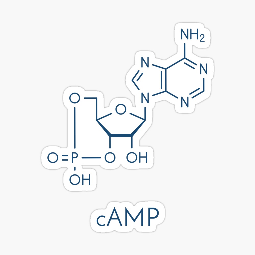 camp molecule