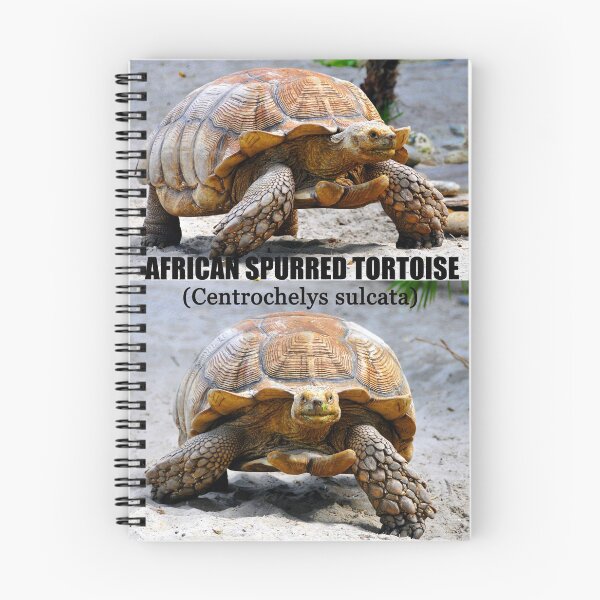 Item preview, African Spurred Tortoise poster designed and sold by David Lee Thompson.