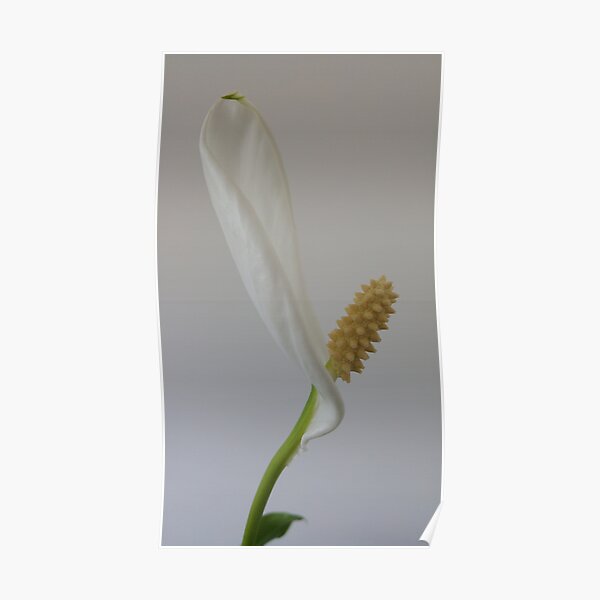 Arum Lily Poster