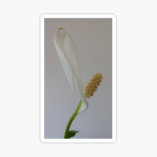 Arum Lily Sticker