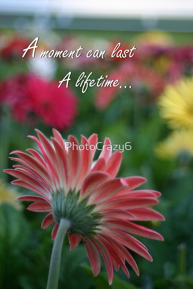 "Pink Gerbera daisy with inspirational quote" by 