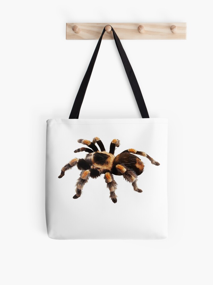 Tarantula Keeper 