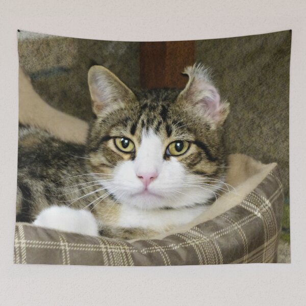 Item preview, In the Middle of Bath Time. designed and sold by Frankie Cat Photography.