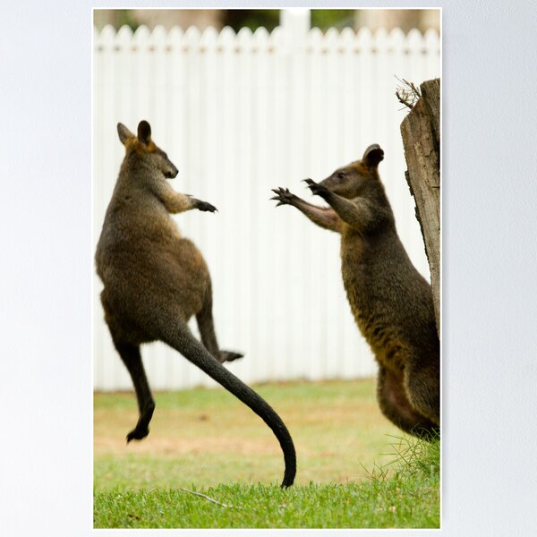 Item preview, Ninja Wallabies! designed and sold by PurelyPrime.