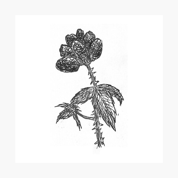 Prickly (Inktober 2018 #25) Photographic Print