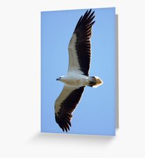Australian Sea-Eagle in flight Greeting Card