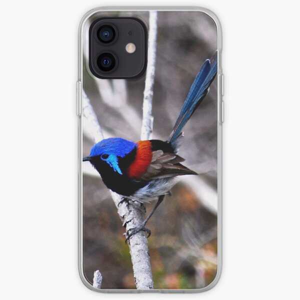 Variegated fairy-wren iPhone Soft Case