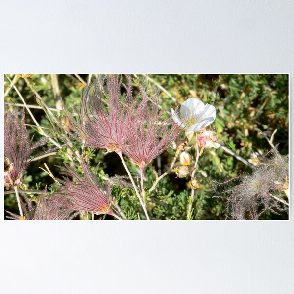 Item preview, Apache Plume at the Grand Canyon designed and sold by Tdcc2000.