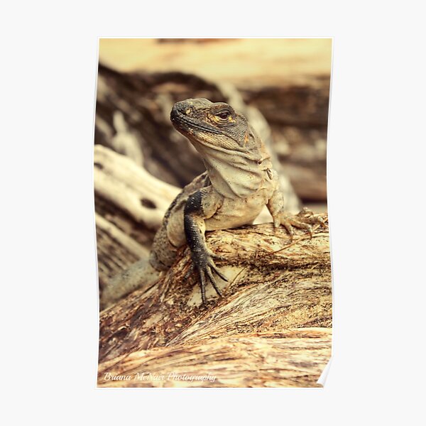 Blending In Poster
