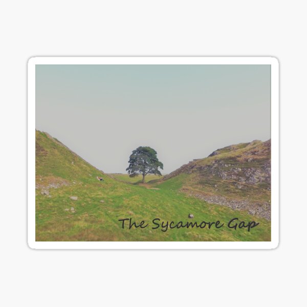 The Sycamore Gap - Hadrians Wall Sticker