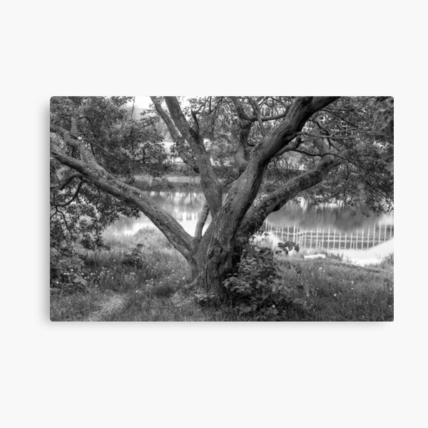 Lovely Thickset Tree Canvas Print