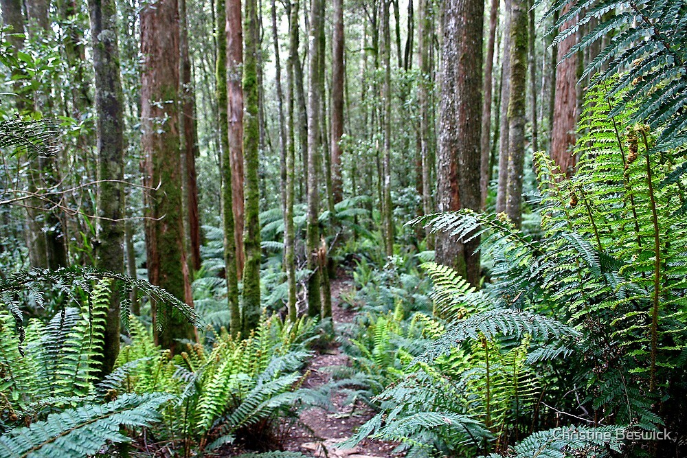 "Fern Glade near Westmoreland Falls" by Christine Beswick Redbubble