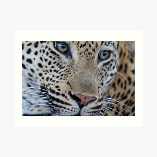 Leopard close up Art Print