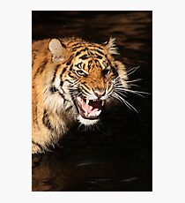 Tiger: Annoyance Photographic Print