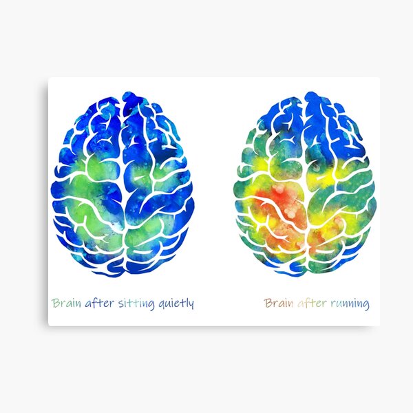 Brain after sitting quietly, brain after running, brain and running, brain and sitting Canvas Print