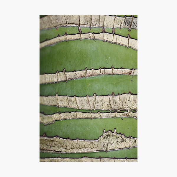 Green lines Photographic Print