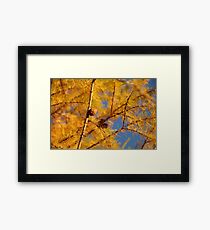 Larch 1 Framed Print