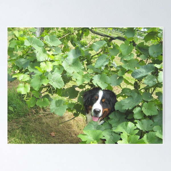 Item preview, Grapevine designed and sold by Christine  Wilson Photos.