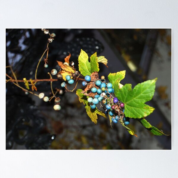 Wild grapes Poster