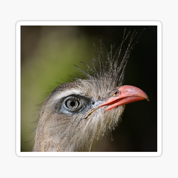 Item preview, bird bustard portrait designed and sold by Schoensl.
