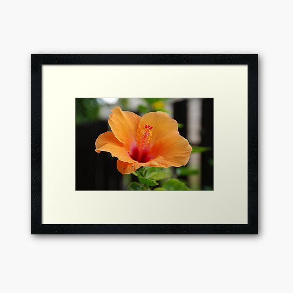 Orange Flower Framed Art Print