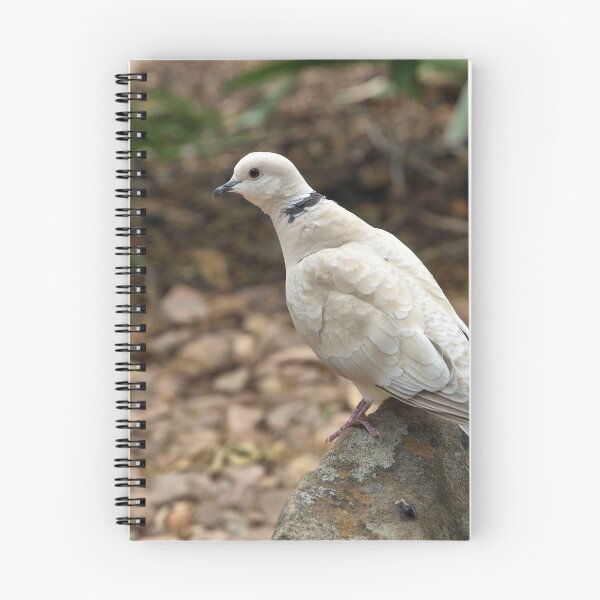 Item preview, Barbary Dove designed and sold by Geoffrey Higges.