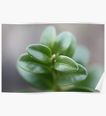 Topiary Poster