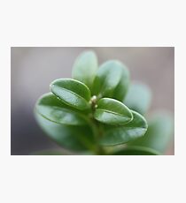 Topiary Photographic Print